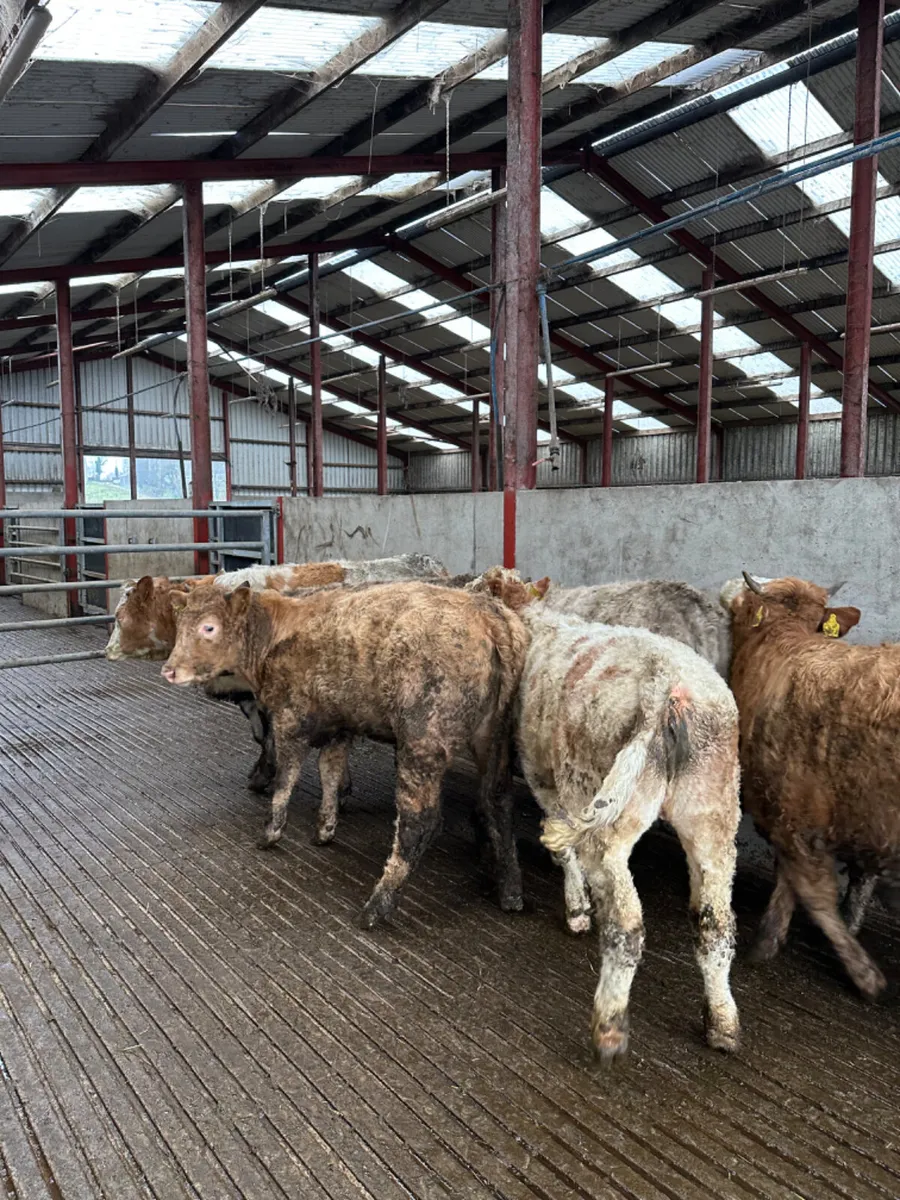 Charolais and Simmental heifers - Image 1