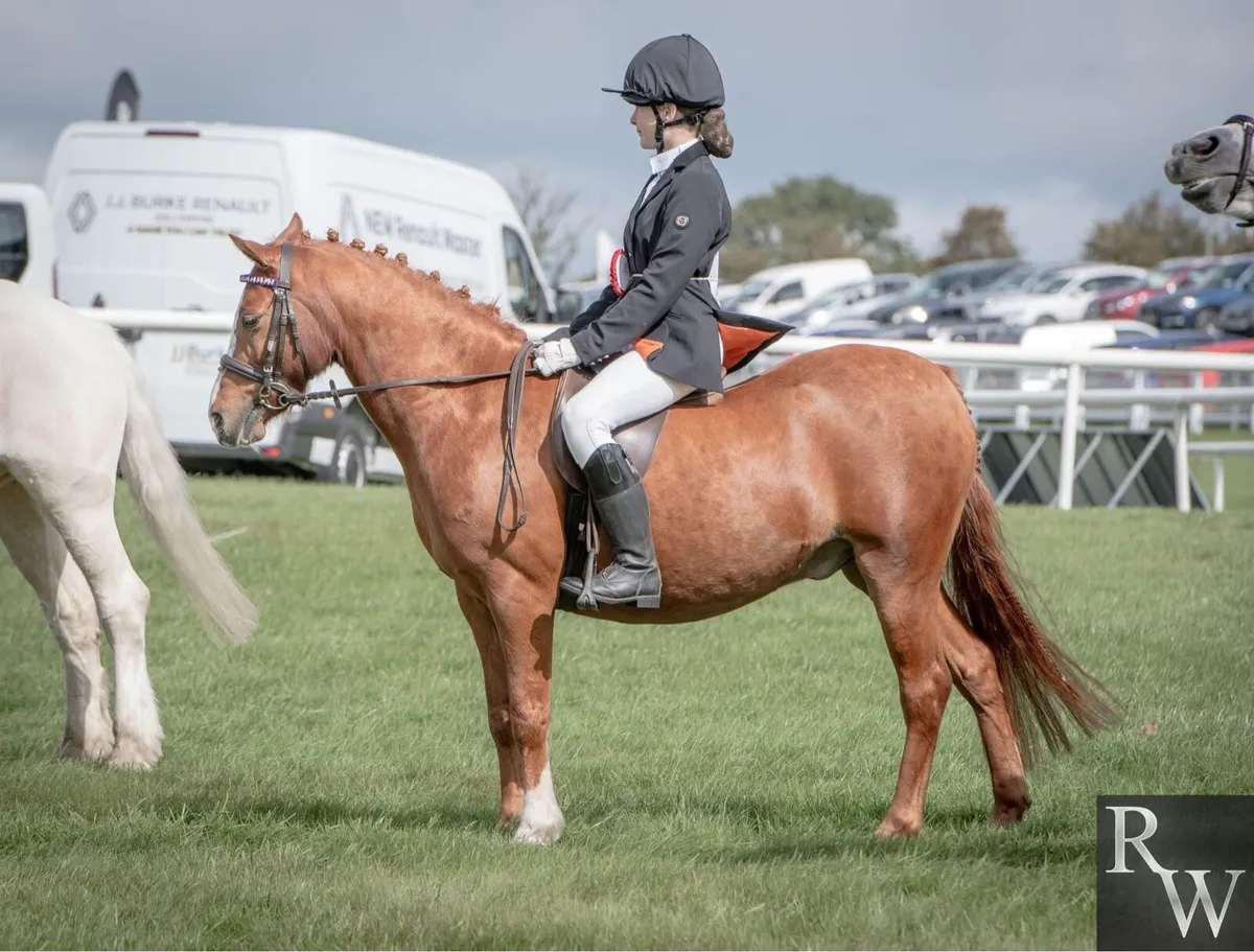 12.2 Welsh Flashy Pony - Image 2