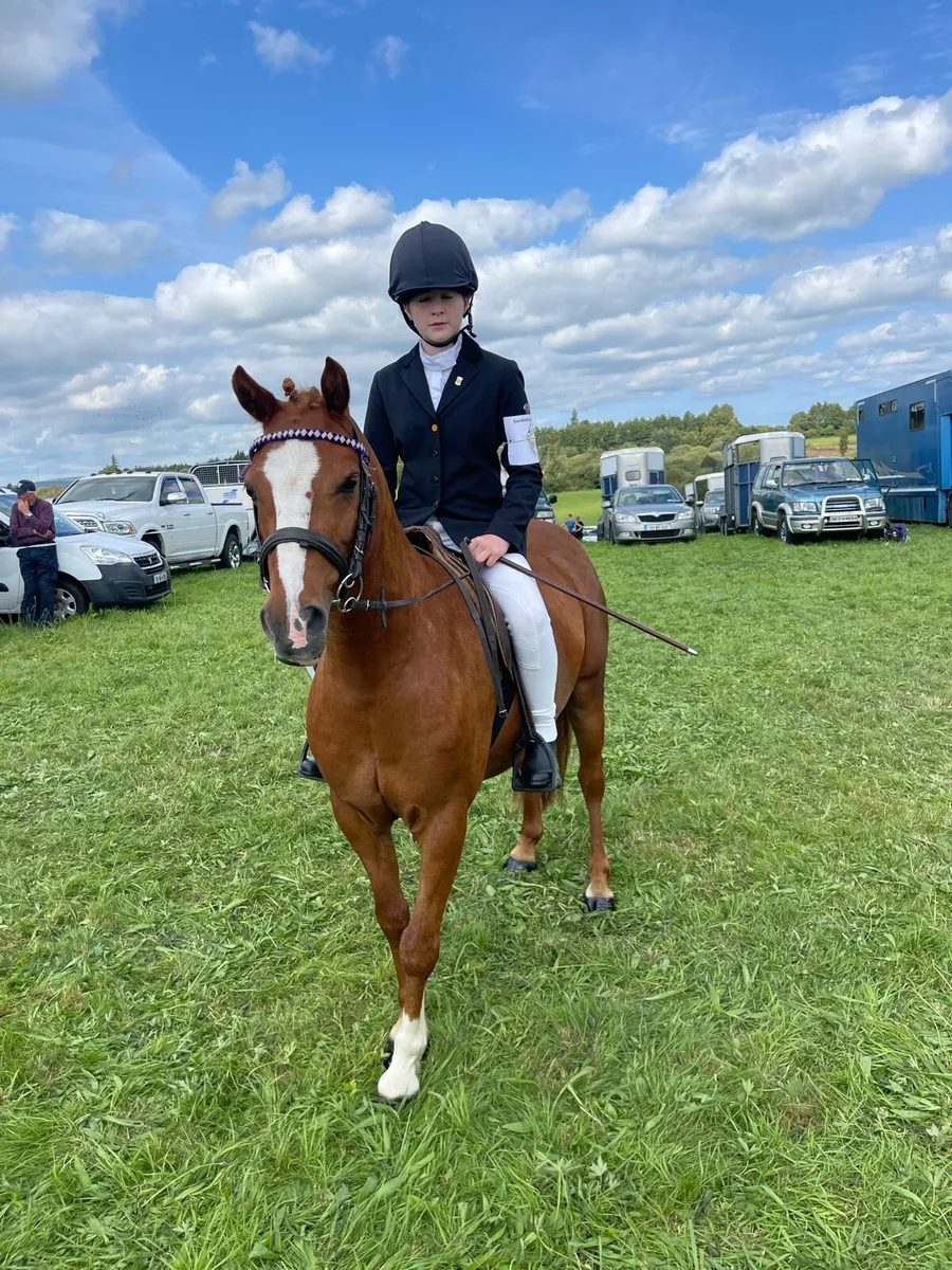 12.2 Welsh Pony - eventing/pony club - Image 1