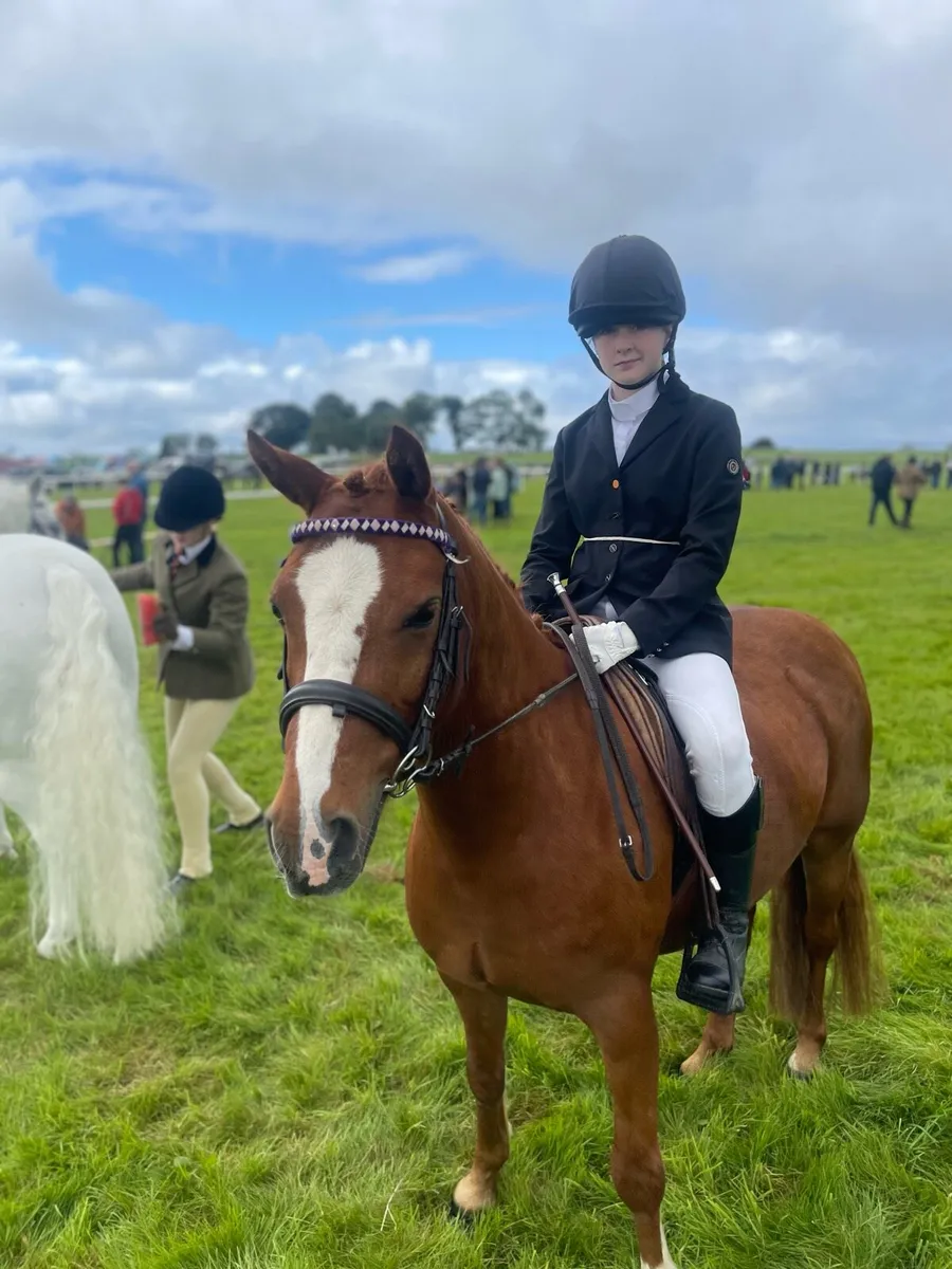 12.2 Welsh Pony - Great Allrounder - Image 4