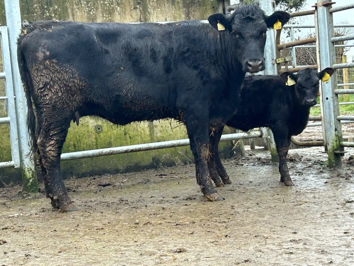 2 5 star ⭐ ⭐️⭐️⭐️⭐️Angus second calvers - Image 1