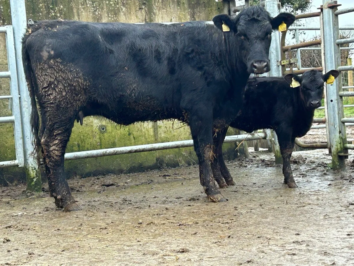 2 5 star ⭐ ⭐️⭐️⭐️⭐️Angus second calvers - Image 2