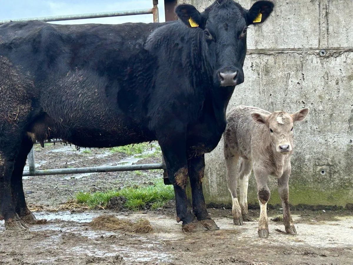 2 5 star ⭐ ⭐️⭐️⭐️⭐️Angus second calvers - Image 3