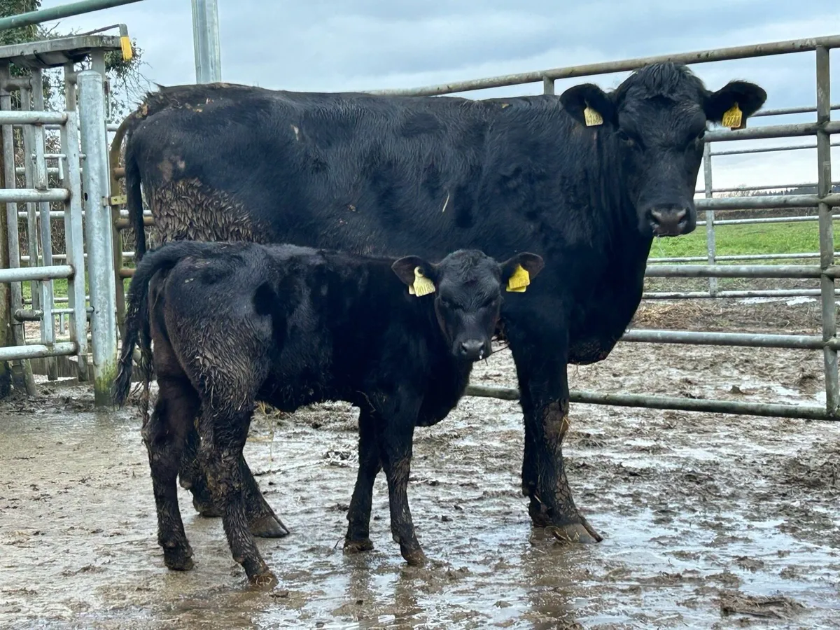 2 5 star ⭐ ⭐️⭐️⭐️⭐️Angus second calvers - Image 4