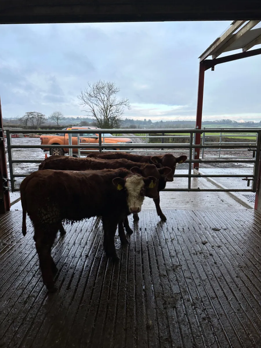 Saler and lim heifers - Image 2