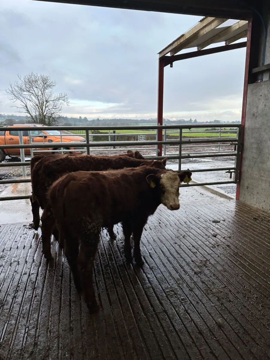 Saler and lim heifers - Image 1