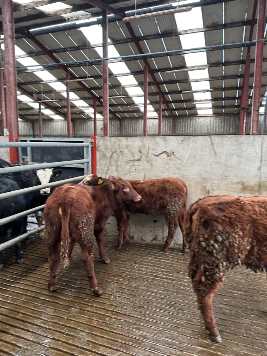 Saler and lim heifers - Image 4