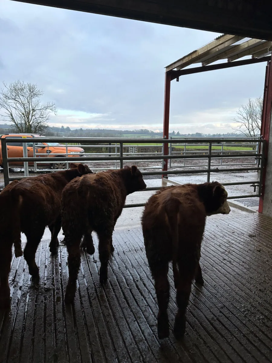 Saler and lim heifers - Image 3