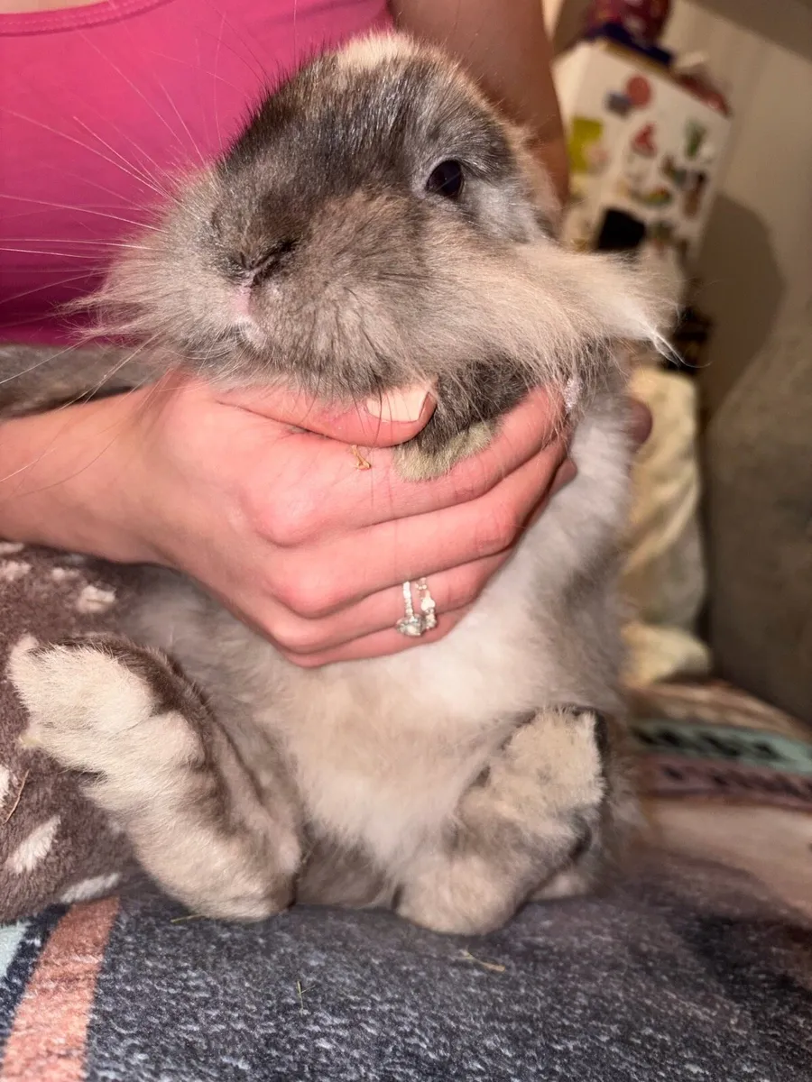 Lionhead Rabbit - Image 2