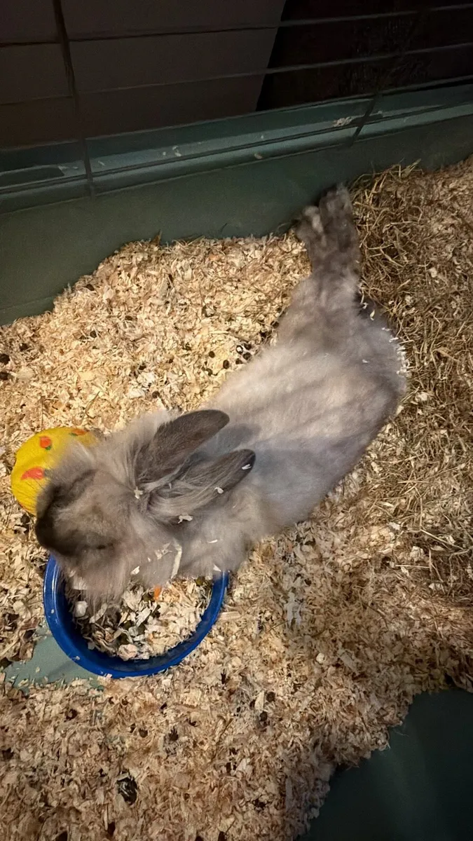Lionhead Rabbit - Image 3