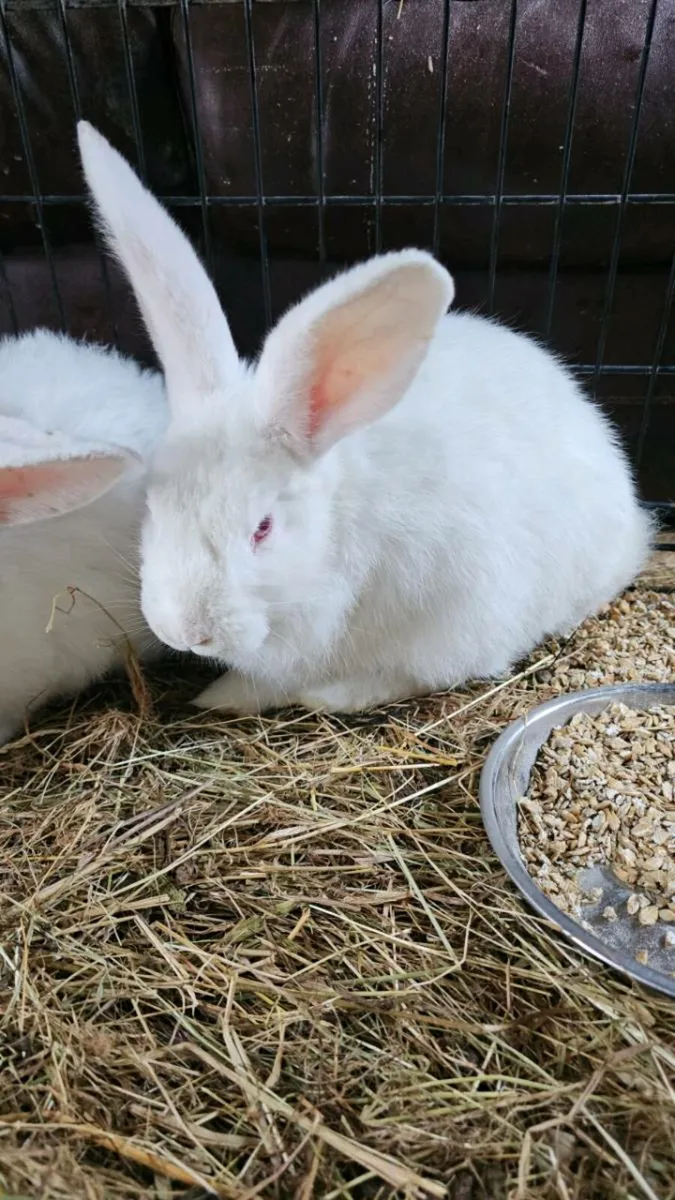 Male New Zealand rabbits snow white - Image 2