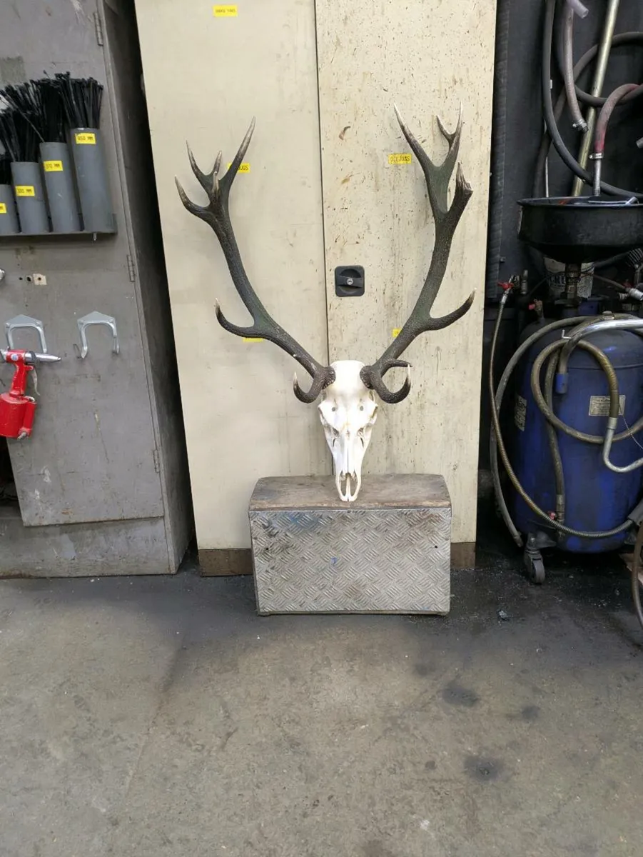 Deer antlers