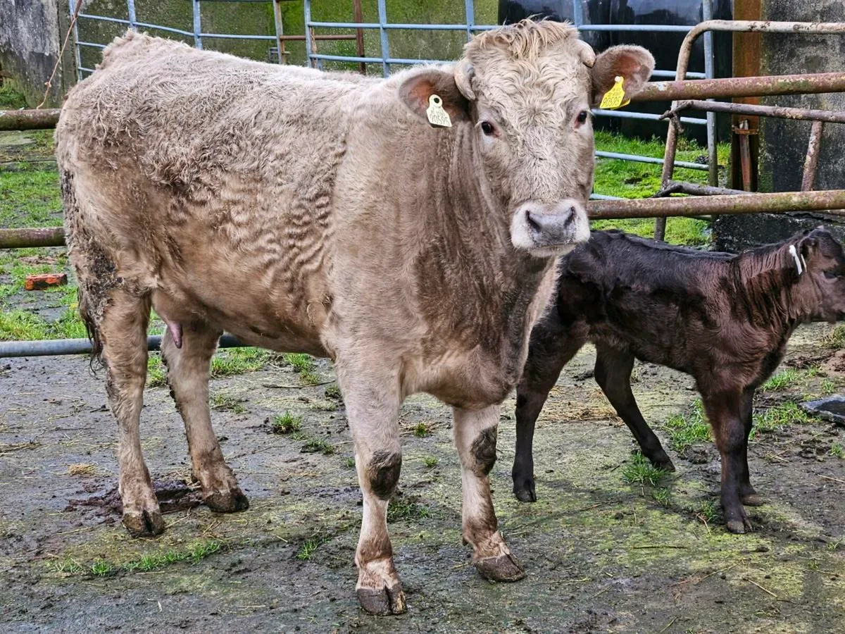 Calved Limousine Heiffer with Limousine Calf - Image 1