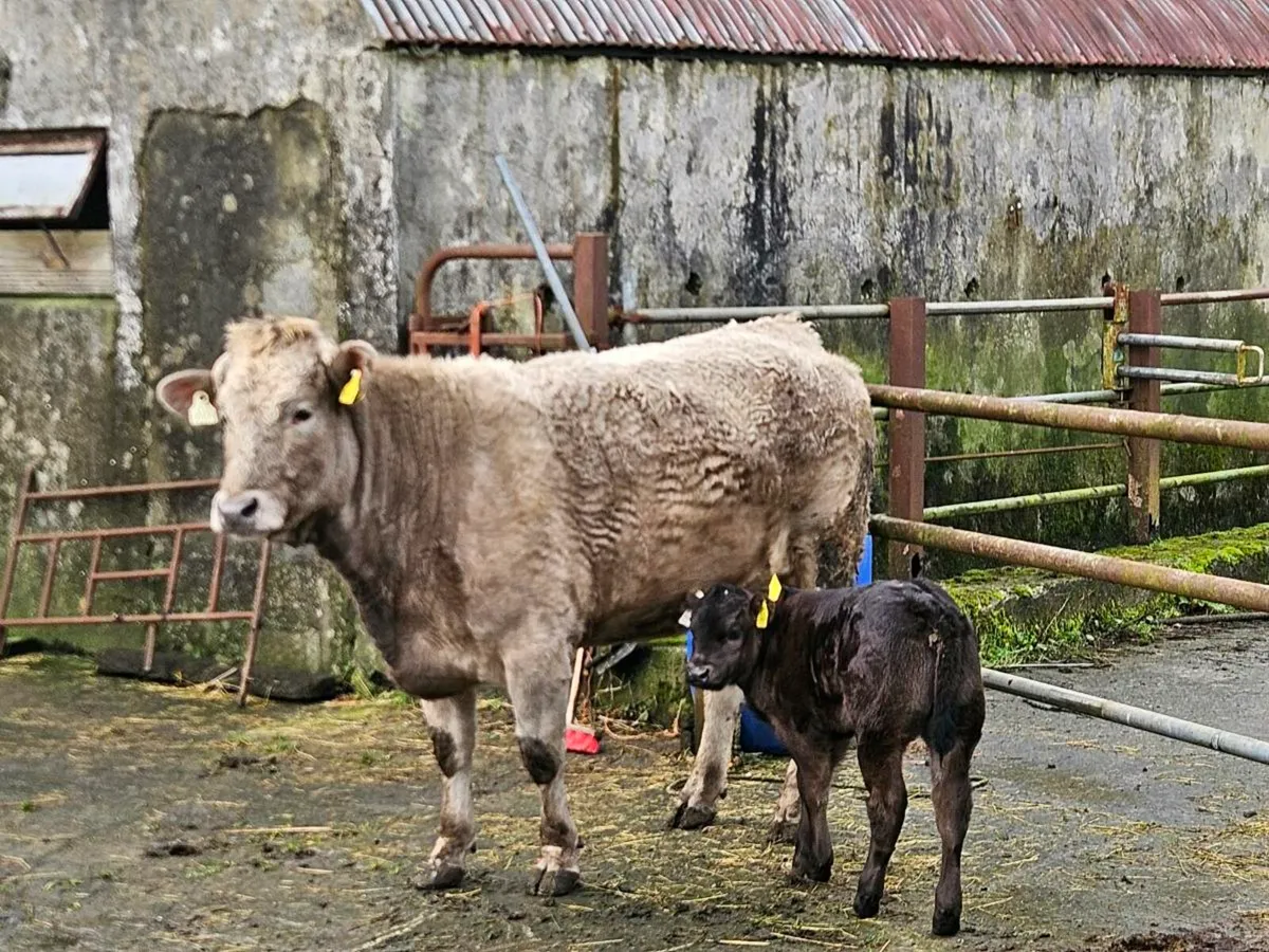 Calved Limousine Heiffer with Limousine Calf - Image 2