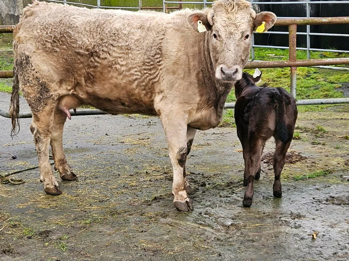 Calved Limousine Heiffer with Limousine Calf - Image 3