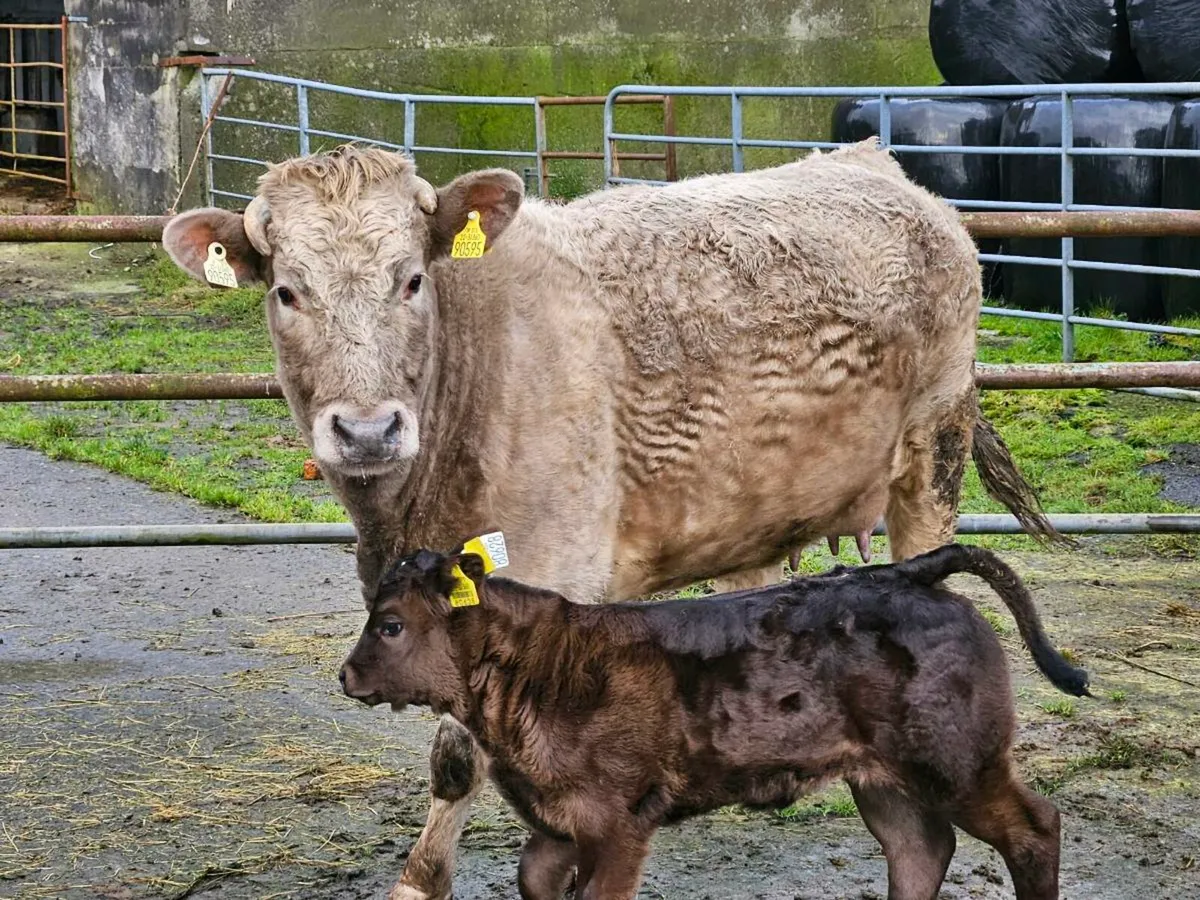 Calved Limousine Heiffer with Limousine Calf - Image 4