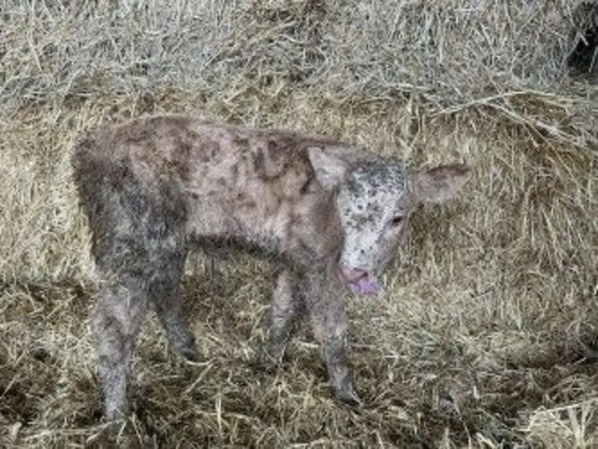 Suck Calf for sale
