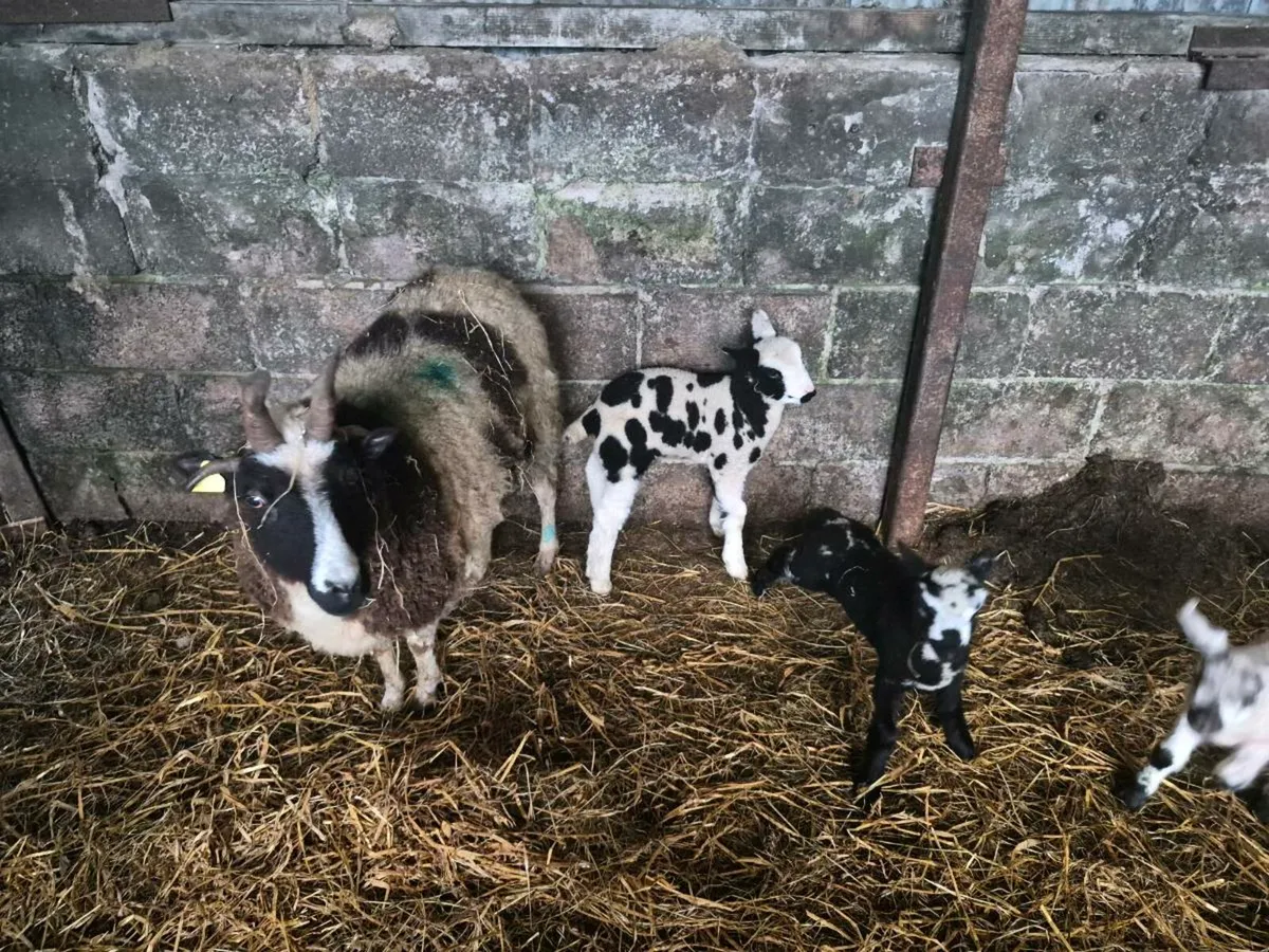 Sheep and lambs for sale - Image 1