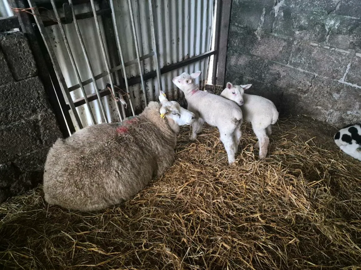 Sheep and lambs for sale - Image 2