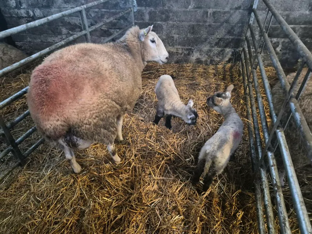 Sheep and lambs for sale - Image 3