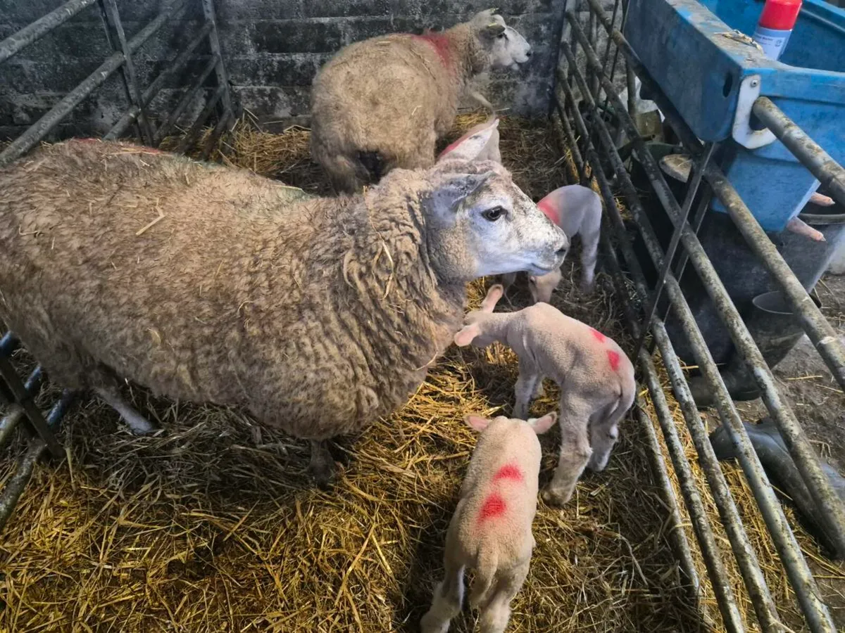 Sheep and lambs for sale - Image 4