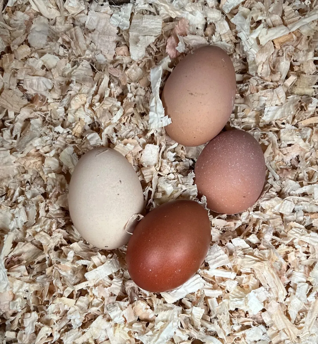 Fresh farm Hen Eggs - Image 2
