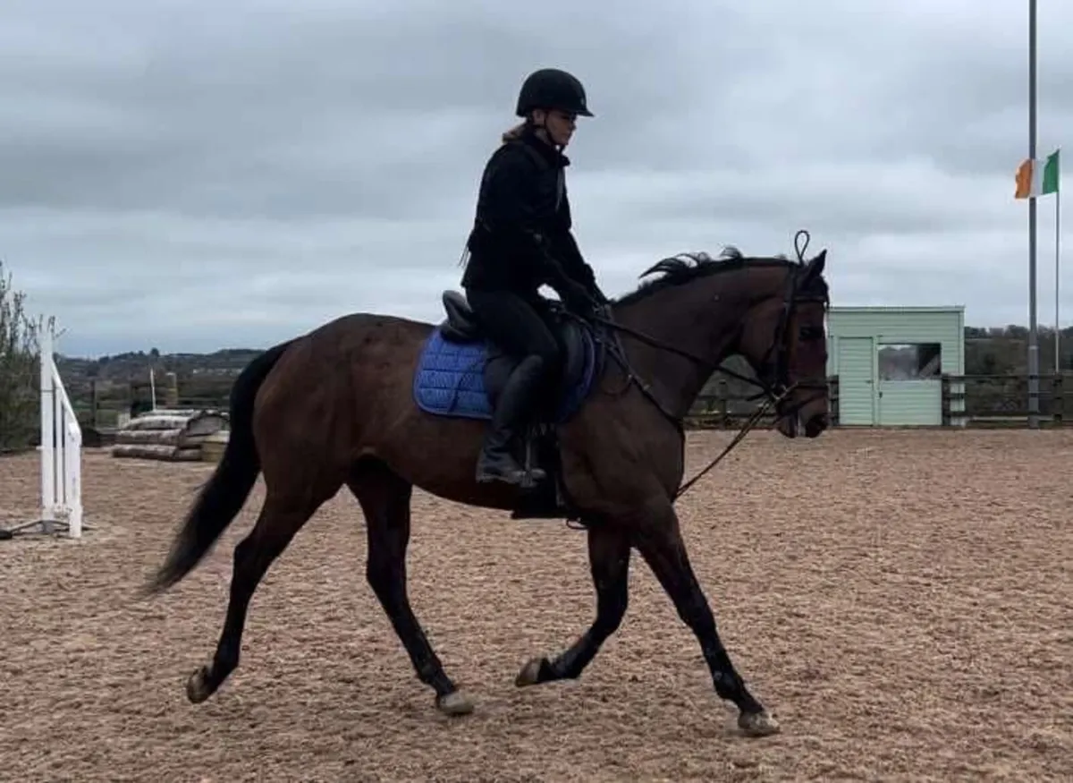 16.1 all rounder Mare - Image 2