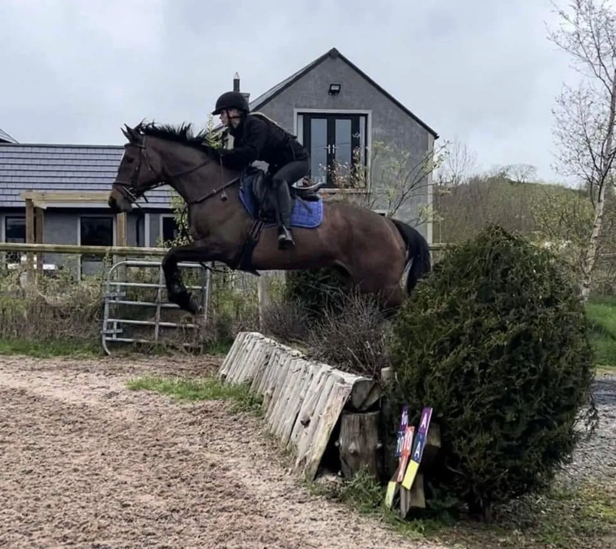 16.1 all rounder Mare - Image 3