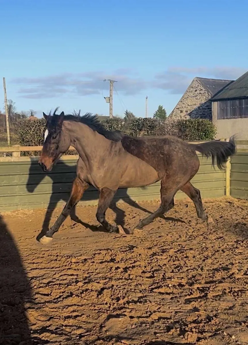 16.1 all rounder Mare - Image 4