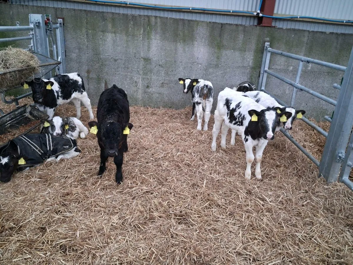 Continental Calves for sale - Image 2