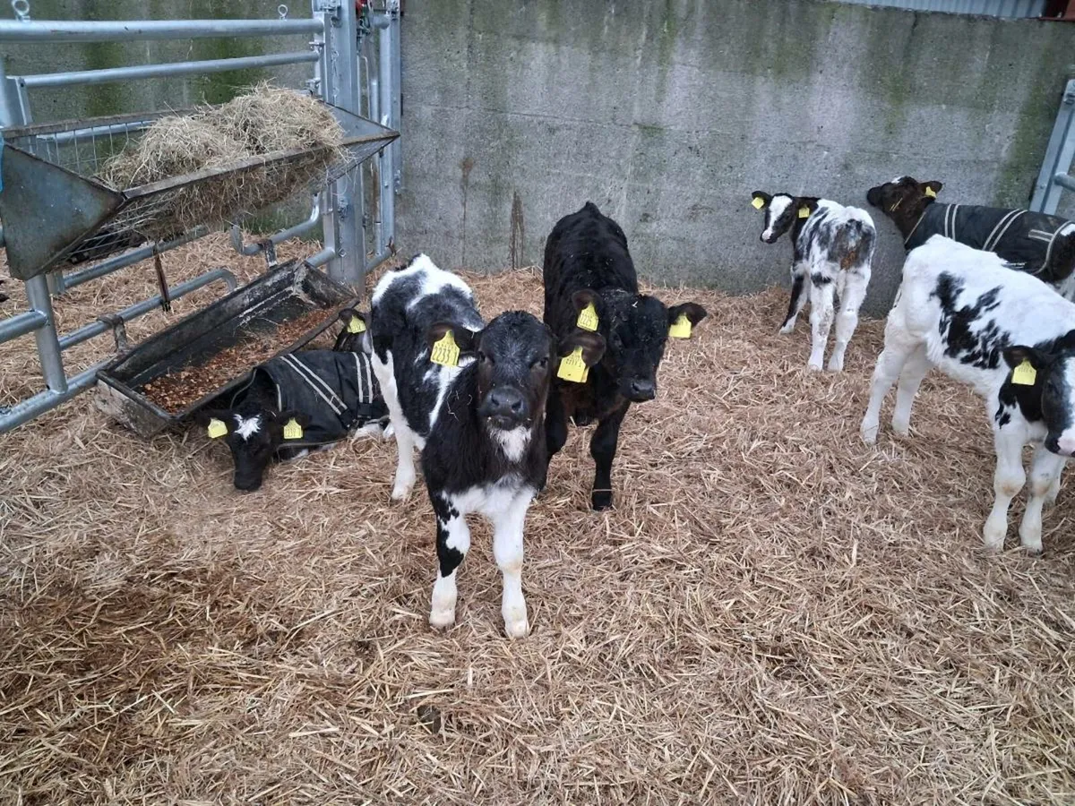 Continental Calves for sale - Image 1