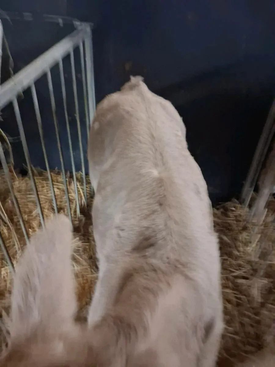 Continental Calves for sale - Image 4