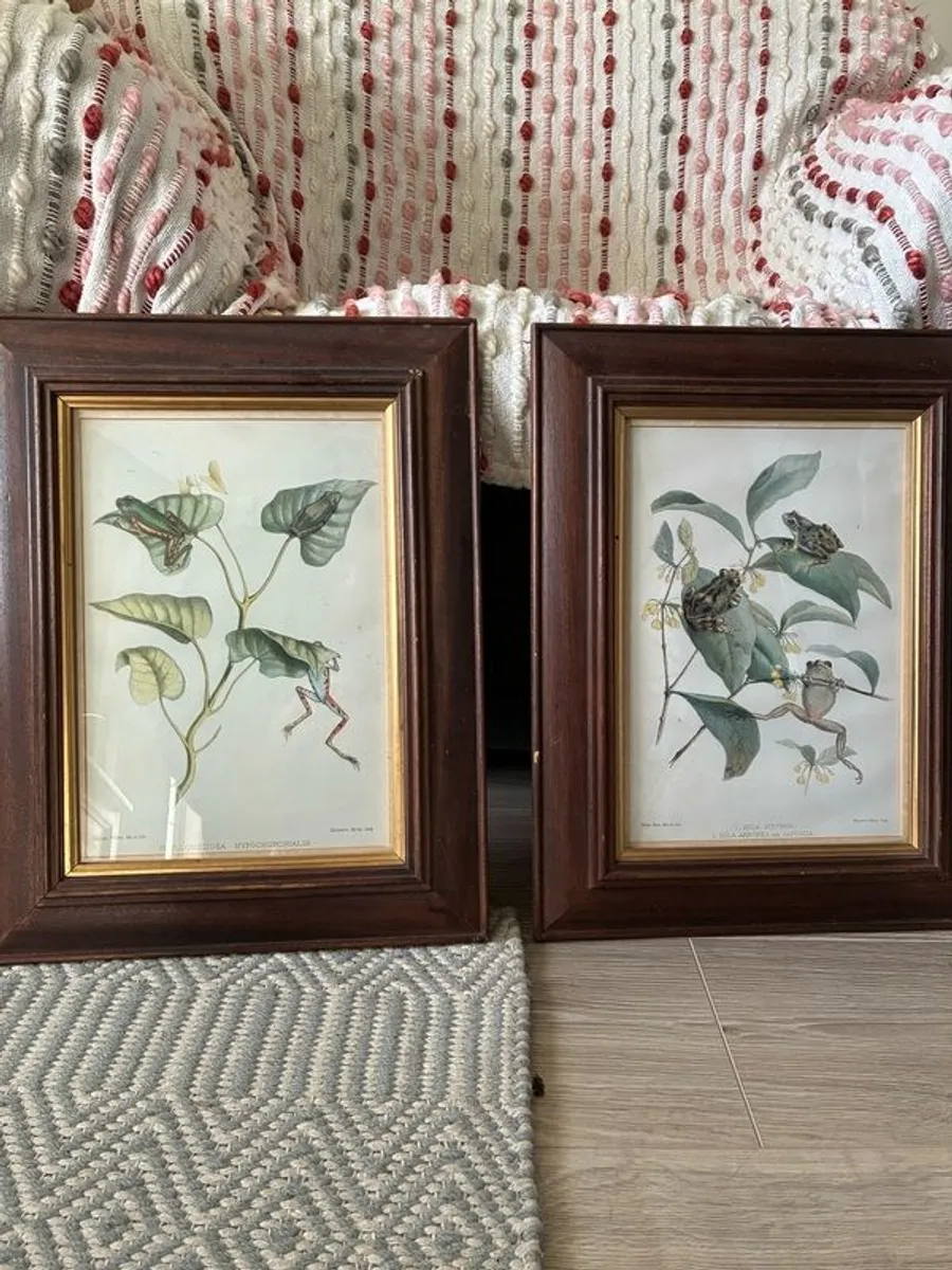 Pair of Vintage Natural History Frog Print Framed - Image 1