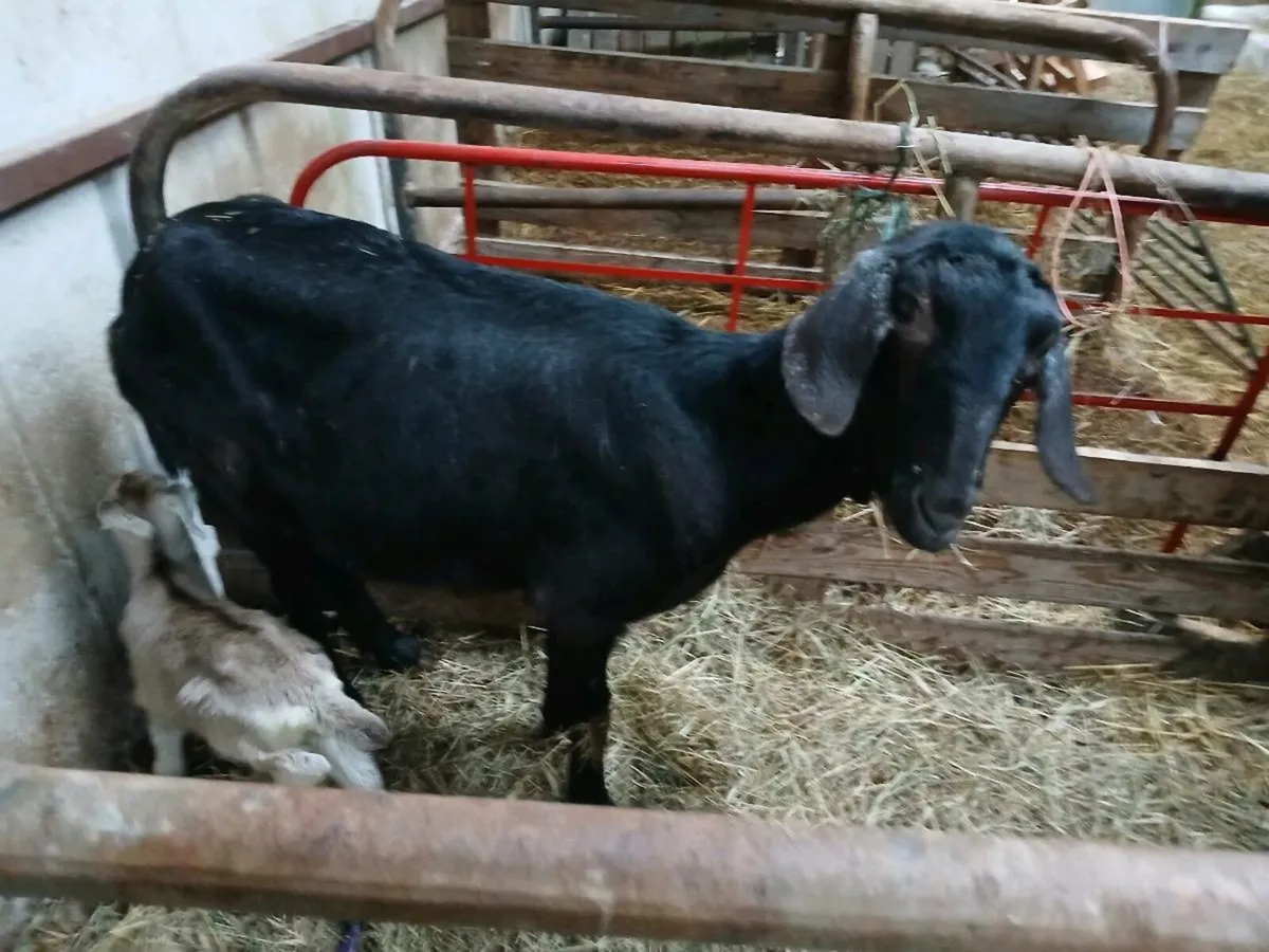 Nubian milking with kid foot and bottle feed kid - Image 1