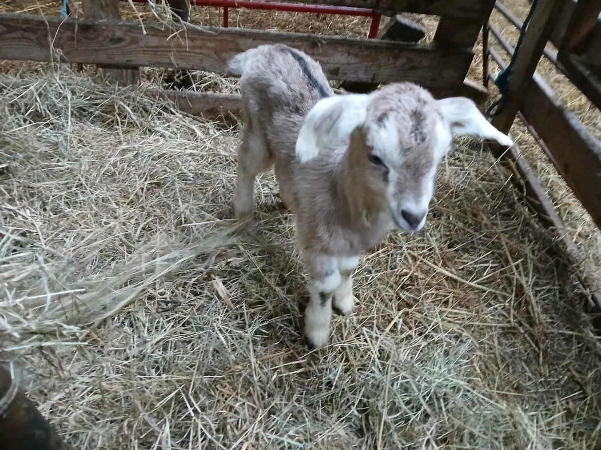 Nubian milking with kid foot and bottle feed kid - Image 2