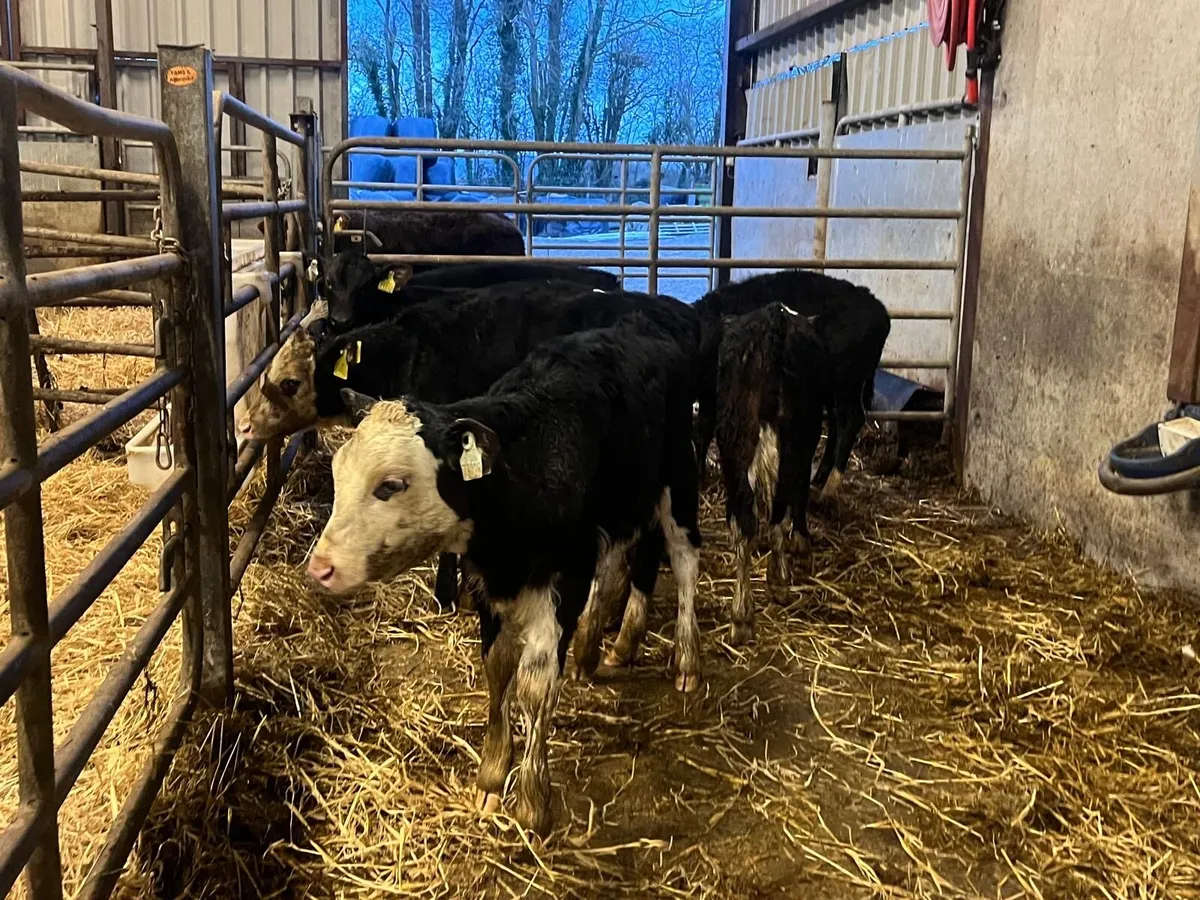 7 super weaned Hereford heifers - Image 2