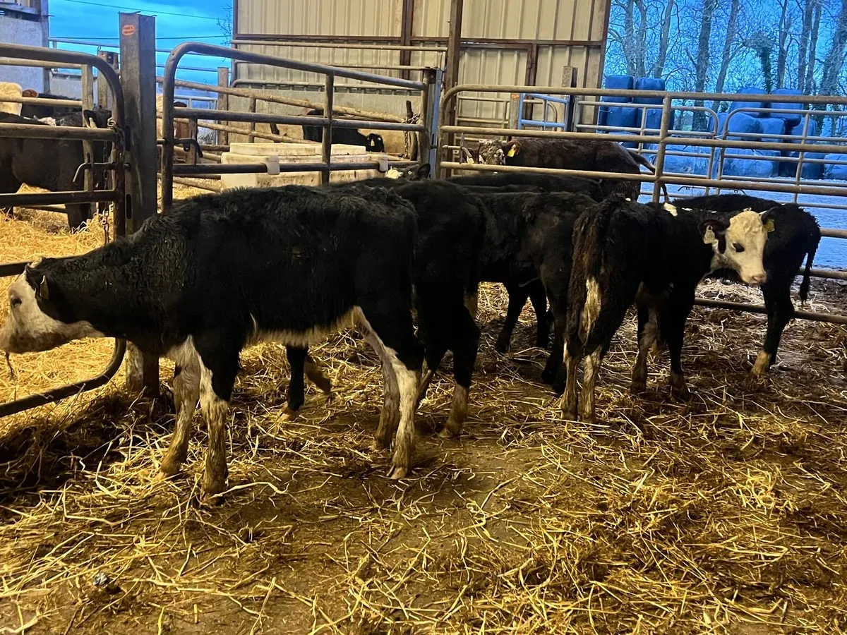 7 super weaned Hereford heifers - Image 1