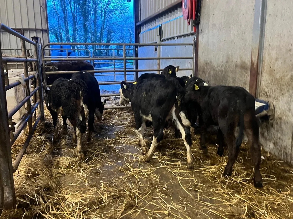 7 super weaned Hereford heifers - Image 4