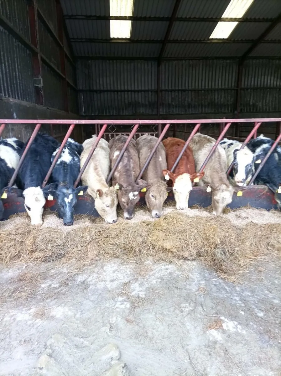 Charolais and Blue heifers and bullocks - Image 3