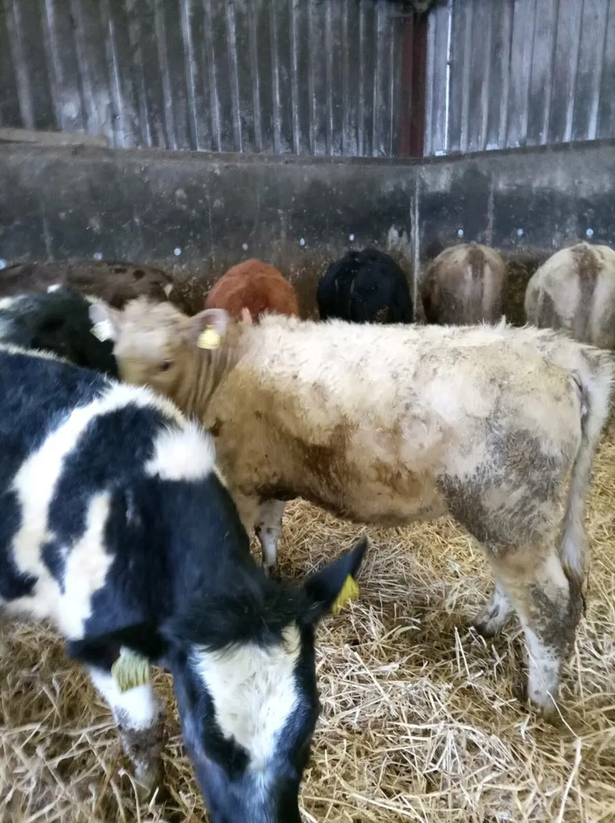 Charolais and Blue heifers and bullocks - Image 1