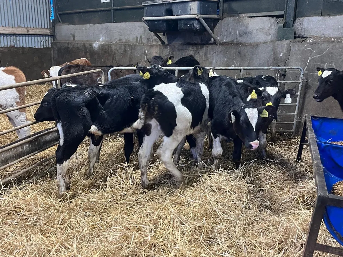 8 super reared British Frisian bulls - Image 3