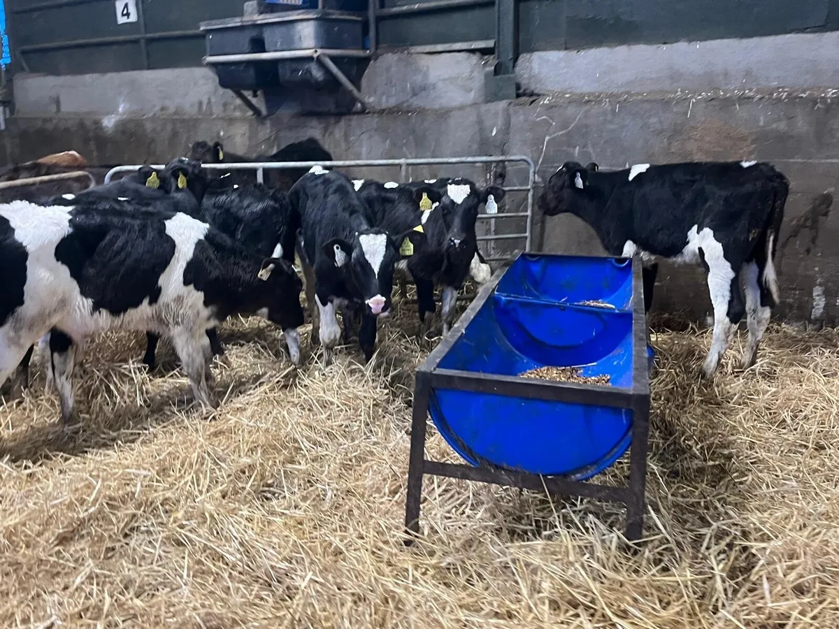 8 super reared British Frisian bulls - Image 4