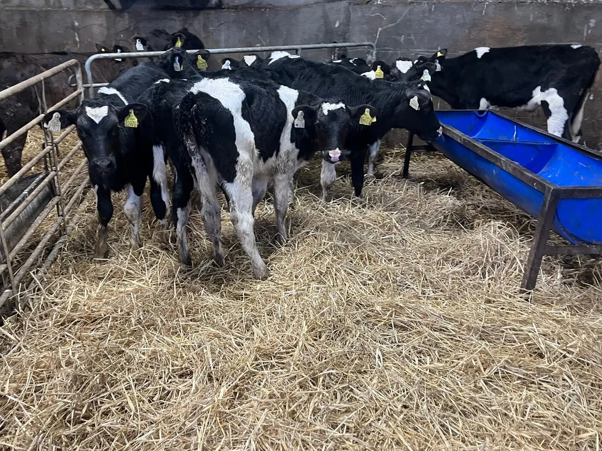 8 super reared British Frisian bulls - Image 1