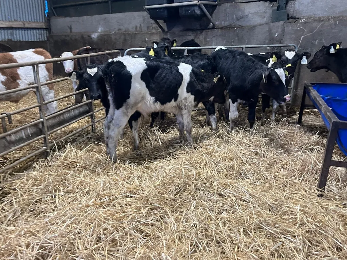 8 super reared British Frisian bulls - Image 2