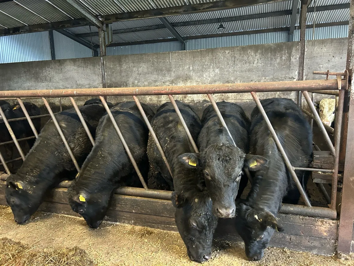 Beef cattle - Image 1