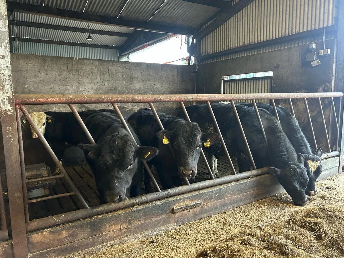 Beef cattle - Image 2