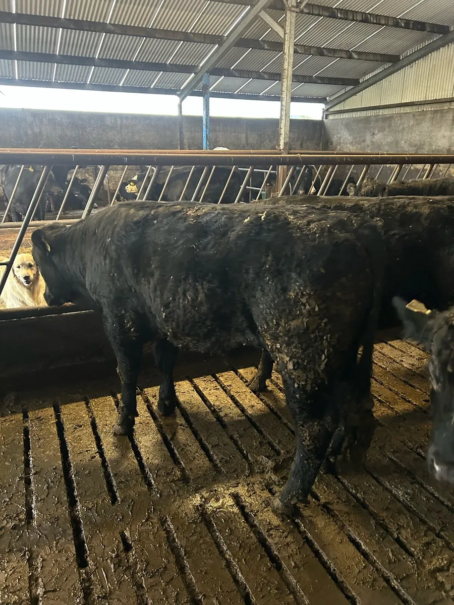 Beef cattle - Image 3