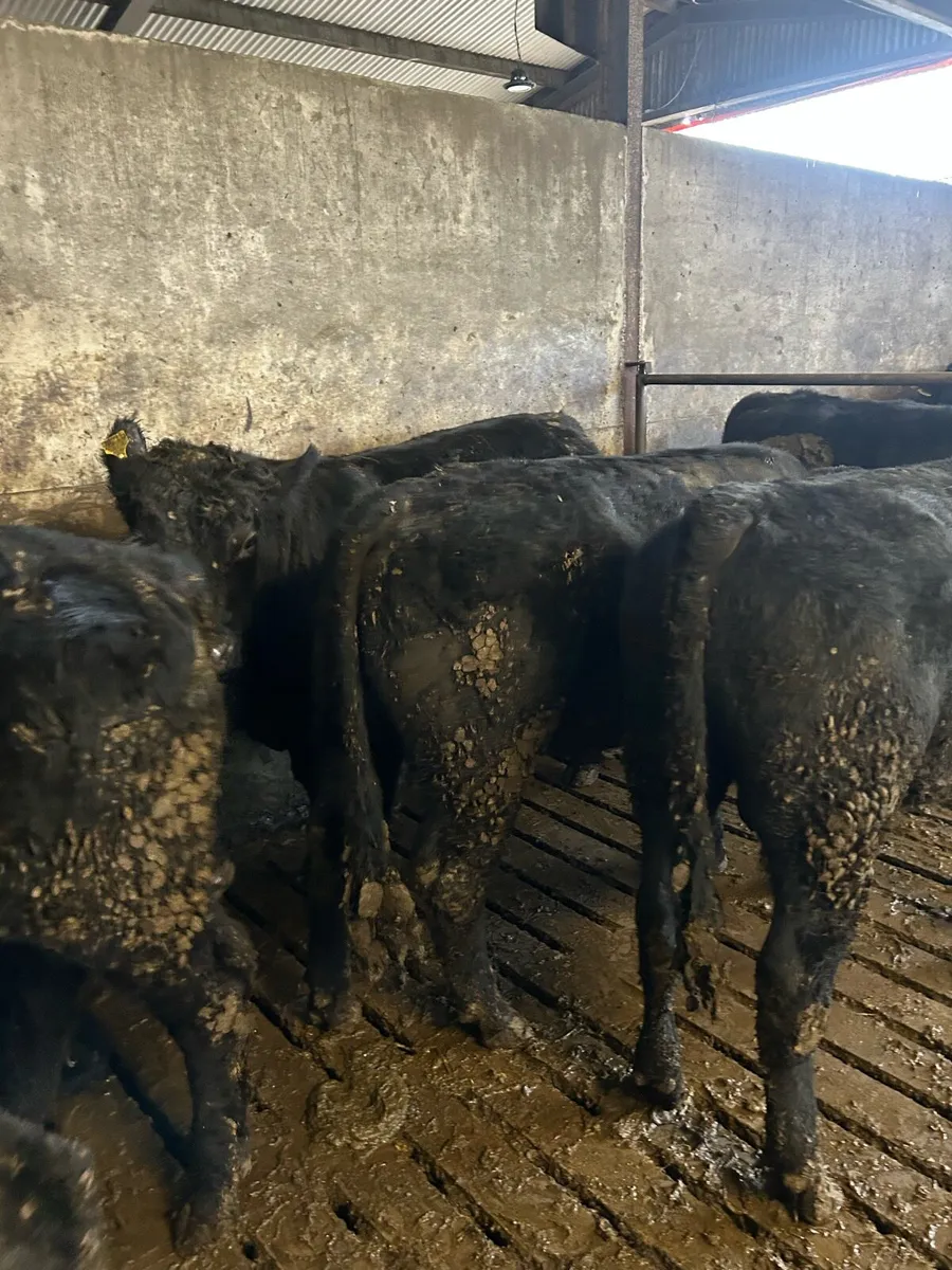 Beef cattle - Image 4