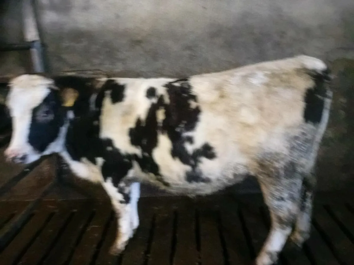 Limousine Weanling Heifer - Image 1