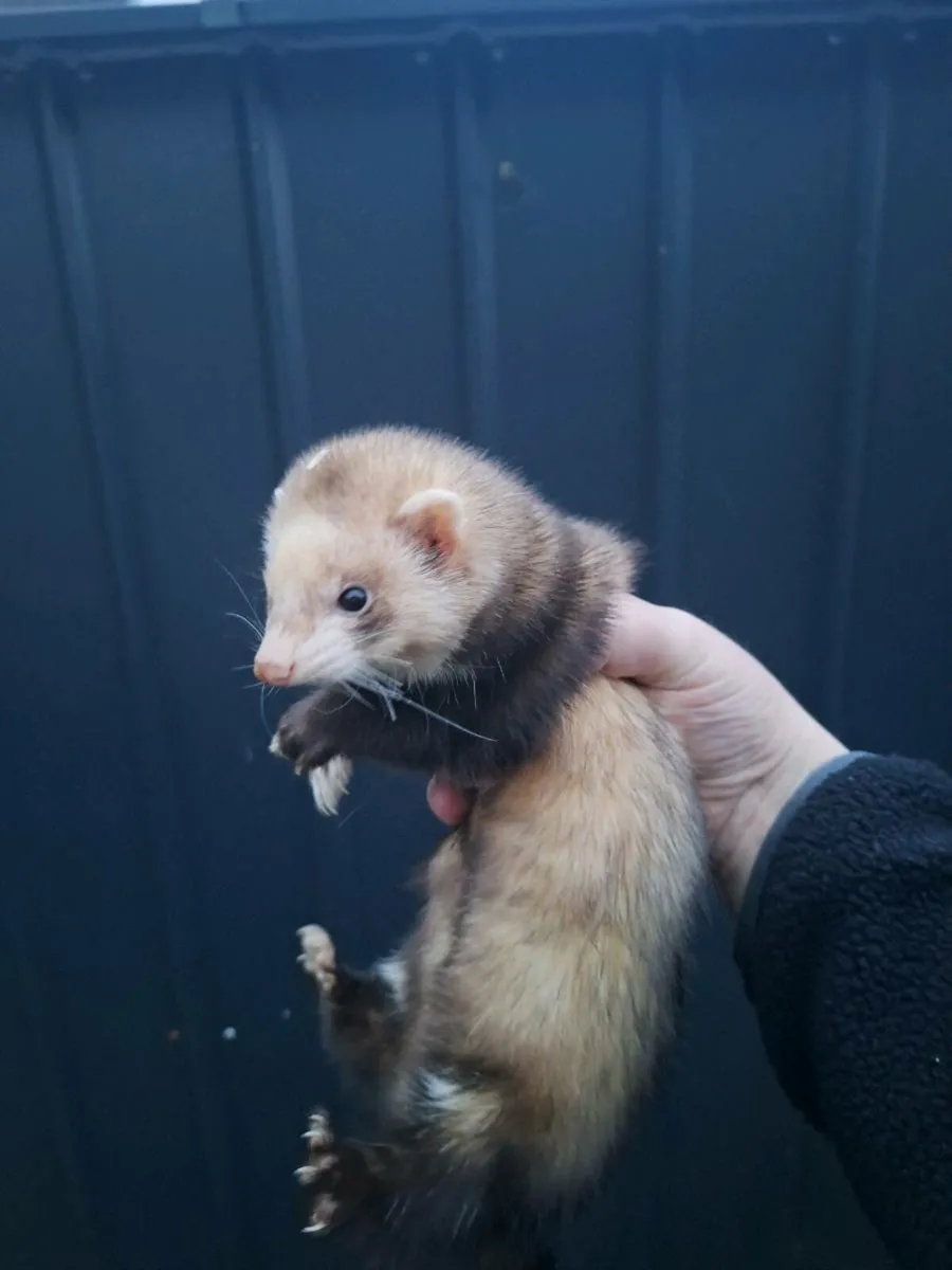 Ferrets - Image 2